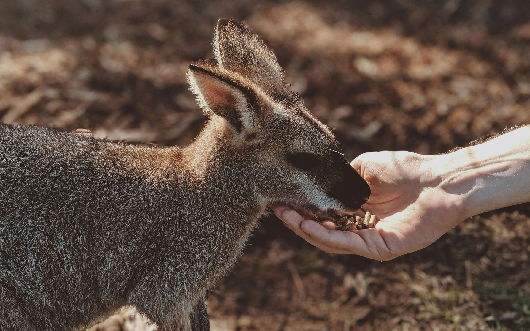 2025大洋洲入境须知 - 澳大利亚篇