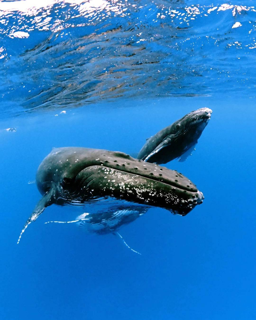 2025大洋洲入境须知 - 汤加篇